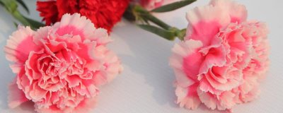 康乃馨種苗的批發(fā)價格和種植方法，夏季要避免陽光直射