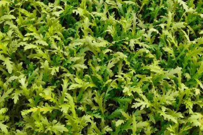 茼蒿種子的價格，大約在15-20元左右一斤