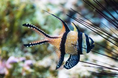 清道夫能和金魚混養(yǎng)嗎，不能和金魚混養(yǎng)