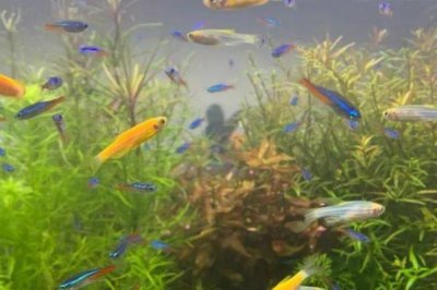 清道夫能和金魚混養(yǎng)嗎，不能和金魚混養(yǎng)
