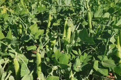 豌豆的高產(chǎn)種植技術(shù)，一般采用穴播或者條播的方式