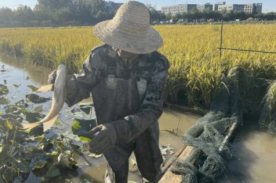 羅非魚(yú)的養(yǎng)殖模式,這四種可任選