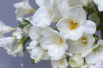 小蒼蘭什么時(shí)候開花，花期4-5月
