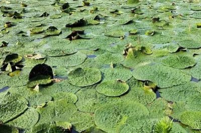 芡實種子的價格，大約在20-30元左右一斤