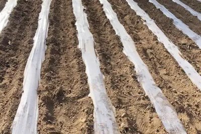 雙色地膜的好處，可保墑保肥、減輕蟲害等