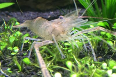 中華小長臂蝦的食物，可飼喂蝦糧、藻類、面包蟲、豐年蝦等食物
