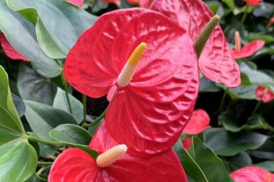 紅掌的換盆方法，取出植株修剪根系后再栽入新盆中
