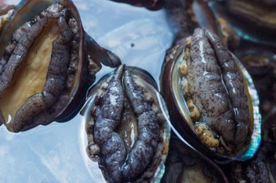 鮑魚幾頭鮑是什么意思，是指一斤能買到多少個(gè)鮑魚