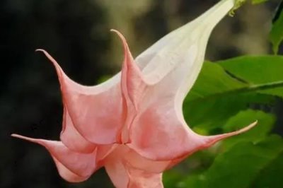 曼陀羅的花語，寓意不可預(yù)知的黑暗、誘惑等