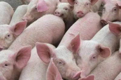 夏天怎么讓豬快速生長(zhǎng)，需注意做好通風(fēng)降溫等措施