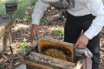養(yǎng)蜂如何換王，待蜂群失王1-2天再介入新王