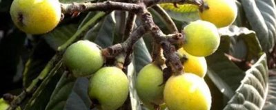 枇杷蘋(píng)果密蠣蚧，剛開(kāi)始為害時(shí)葉片后為害枝條