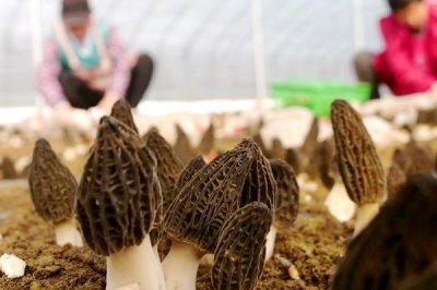 羊肚菌的種植技術(shù)，在10-12月份進(jìn)行播種