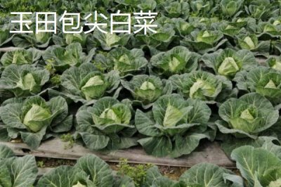 河北秦皇島有哪些特產(chǎn)，昌黎葡萄暢銷全國各地