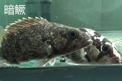 如何判斷河里是否存在鱖魚，鱖魚常棲息在水質(zhì)潔凈的地方