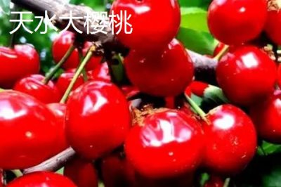 甘肅省天水市有哪些特產(chǎn)水果，包括秦安蜜桃、秦安蘋果、麥積核桃等種類