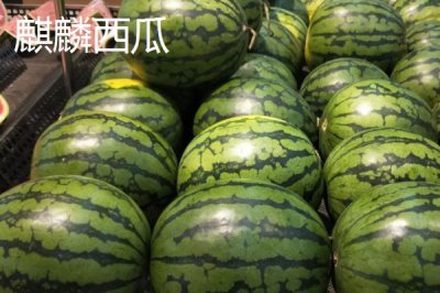 美都西瓜與麒麟西瓜有什么區(qū)別，麒麟西瓜的種植周期更短