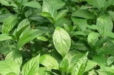 大青葉是什么植物，是一種二年生的草本植物