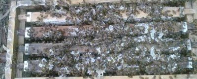 活框蜂箱介紹，可根據(jù)養(yǎng)蜂人的意愿自由調(diào)整