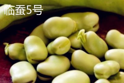 蠶豆的種植方法，播種前需浸種