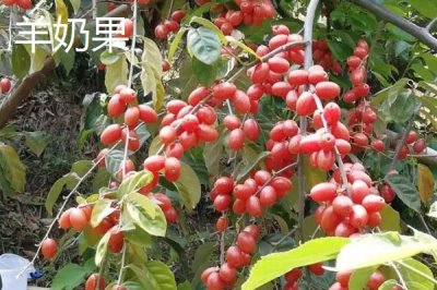 哪些水果的種植前景比較好，當年種植羊奶果可在翌年收獲