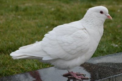 常見的家禽種類，一般是以卵、肉、羽毛等的生產(chǎn)為目的