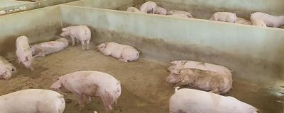 非洲豬瘟傳播途徑和防范措施，可通過人員傳播和飼料傳播等