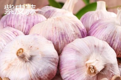 大蒜品種介紹，合理選擇因地制宜的蒜種