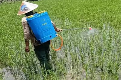 抗性稗草用什么除草劑，可以選用精惡唑禾草靈除草劑等