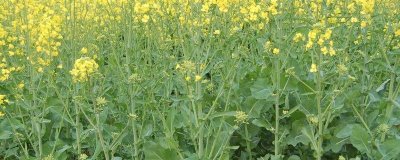 怎么給油菜施肥，脫肥時要補(bǔ)充氮磷肥料