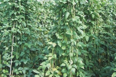 豇豆的田間管理技術(shù)，初生葉出現(xiàn)時(shí)應(yīng)查苗補(bǔ)苗