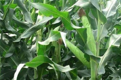 汶單307玉米種子特點(diǎn)，適宜密度為每畝5000株左右
