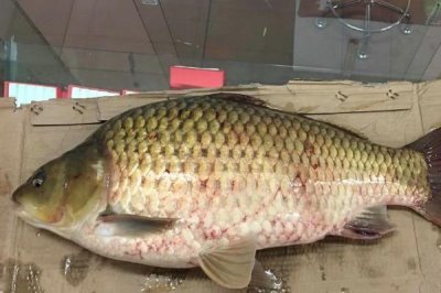 鯽魚的價(jià)格，一般10-15元一斤