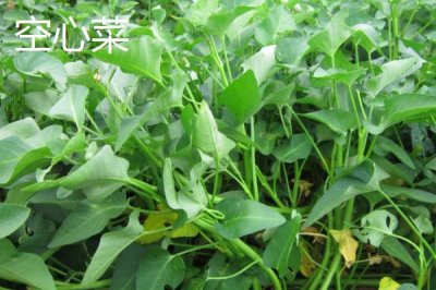 七月份適合種什么農(nóng)作物，正處于炎熱季節(jié)