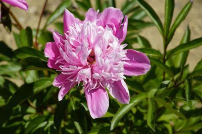 牡丹花的花語(yǔ)，寓意富貴、吉祥、幸福等