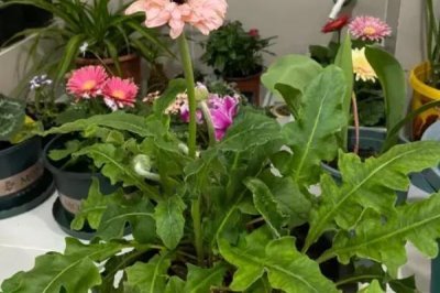 扶郎花的寓意，寓意神秘與互敬互愛等