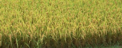 華糯4S水稻種子簡介，秧田畝播種量12公斤