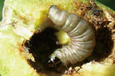 李子食心蟲(chóng)的危害癥狀，果實(shí)內(nèi)部會(huì)出現(xiàn)豆沙狀