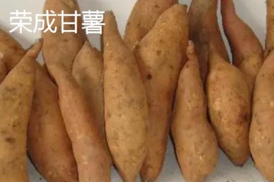 山東榮成的特產(chǎn)，榮成海參堪稱參中之王