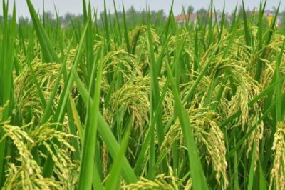創(chuàng)優(yōu)華九水稻種簡(jiǎn)介，秈型三系雜交晚稻遲熟品種