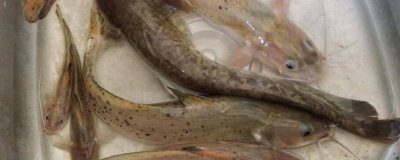 養(yǎng)殖什么魚賺錢，選擇這幾種魚年收入十萬不是問題