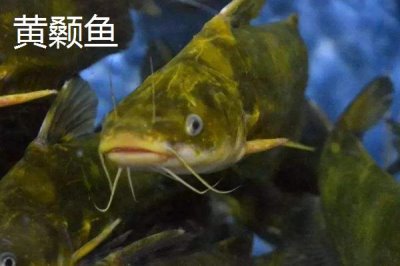 黃顙魚的價格，零售價多為12-20元左右