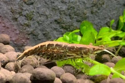 黑殼蝦吃魚卵嗎，會(huì)吃魚卵