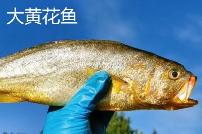 黃花魚有淡水養(yǎng)殖的嗎，2019年開始能在淡水中養(yǎng)殖