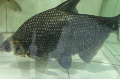 三角魴魚苗的價(jià)格,價(jià)格受產(chǎn)地等影響