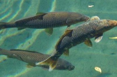 青魚最大能有多重，目前發(fā)現(xiàn)最大的青魚有114公斤