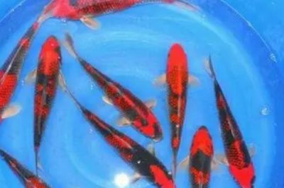五色錦鯉的產地，原產于日本現已被引進國內