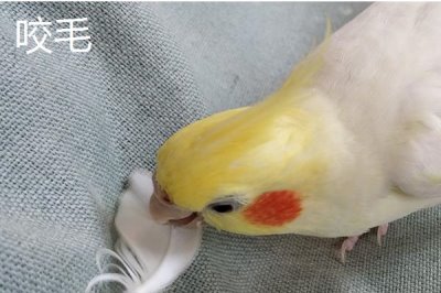 高趴低趴是指什么，前者指淺色毛較多的鸚鵡、后者指深色毛較多的鸚鵡