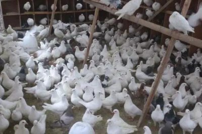 養(yǎng)殖鴿子怎么檢查健康狀況，健康的鴿子比較活潑且敏感