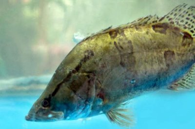 如何判斷河里是否存在鱖魚，鱖魚常棲息在水質(zhì)潔凈的地方